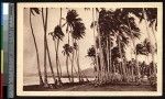 Incoming storm blows through palm trees, Samoa, ca.1900-1930