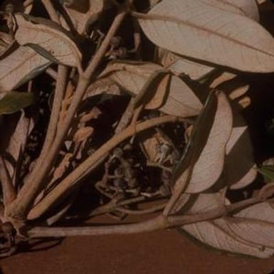 [Tetraplasandra hawaiensis close-up on Lana'i Island, United States]