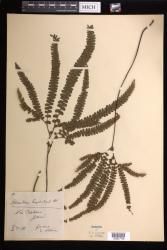 Adiantum hispidulum