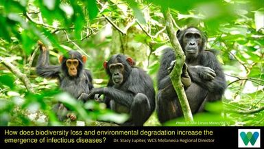 How does biodiversity loss and environmental degradation increase the emergence of infectious diseases?