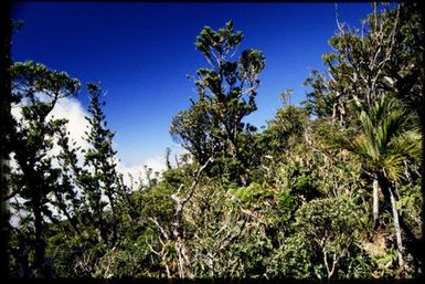 Araucaria schmidti, 1600 m