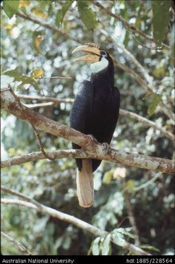 Hornbills or kokomos, make a very loud and distinctive ‘wooshing’ sound as they fly, usually in pairs, above the rainforest canopy