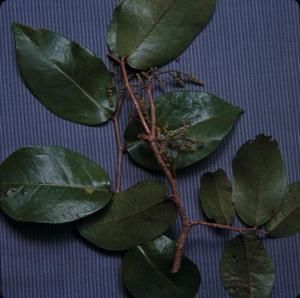 [Prioria close-up at Kauai Island, United States]
