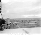 Flock of birds feeding on a school of fish, Bikini Atoll, summer 1947