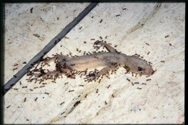 Ants eating dead gecko