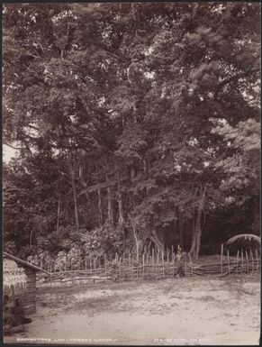 A young man standing in front of a banyan tree at Loh, Torres Islands, 1906 / J.W. Beattie