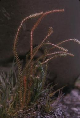 [Unidentified thin red and green plant on the Alakai Swamp Trail, United States]