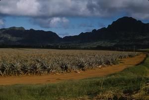 [Pineapple field on Kauai Island, United States]