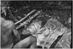 Pig festival, uprooting cordyline ritual, Tsembaga: display of shell valuables at sacrifice of female pigs to spirits of the high ground