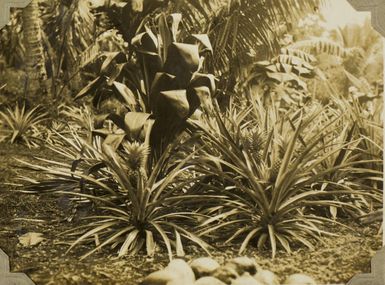 Pineapples growing at Kaloga?, Tonga, 1928