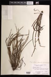 Haplopteris elongata