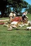 Hugh's Wedding, Unfolding Mats