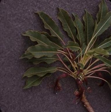 [Clermontia pallida close-up on Moloka'i Island, United States]
