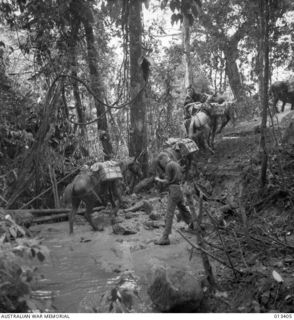 1942-10-09. THE "PONY EXPRESS" MAKING IT'S WAY THROUGH THE JUNGLE TO DELIVER SUPPLIES TO TROOPS IN FORWARD AREAS IN NEW GUINEA. (NEGATIVE BY BOTTOMLEY)