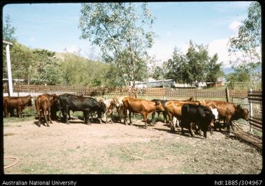 Cattle yard