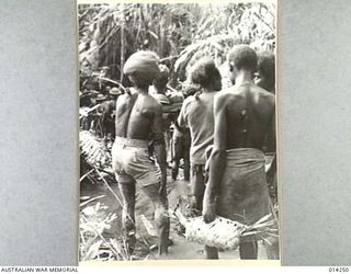 1943-01-27. PAPUA. SANANANDA AREA. MUCH HAS BEEN SAID OF THE INVALUABLE HELP WHICH THE NEW GUINEA NATIVES GIVE THE ALLIED TROOPS. THIS PICTURE SHOWS NATIVES CARRYING OUT ALLIED WOUNDED AND THE ..