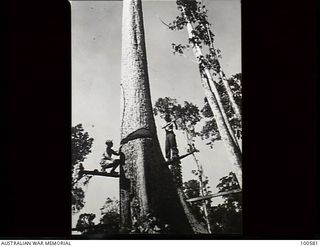 Lae, New Guinea. 1944-07-26. Members of 2/3rd Forestry Company in the Busu Forest felling a large tree. Original photographer's note:  'It is interesting to note the vast superiority of the speed ..