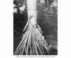 Water hole in a Pandanus tree on Prayer Island, summer 1947