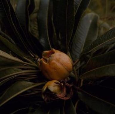 [Clermontia arborescens close-up from Puʻu Kukui, United States]
