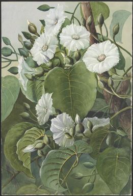 Ipomoea grandiflora, Papua New Guinea, 1916? Ellis Rowan