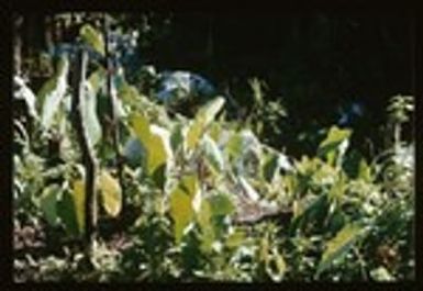 Young taro garden