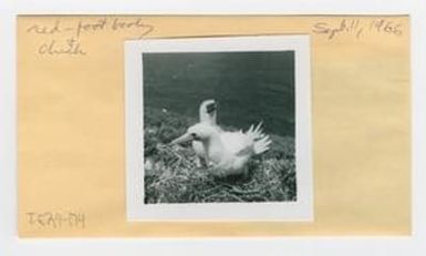 [Red-foot booby in Hawaii, envelope IE29-174]