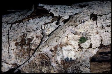Rhacodactylus auriculatus
