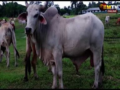 PLAN ON LIVESTOCK INDUSTRY