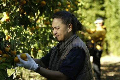 Picking fruit, Kerikeri