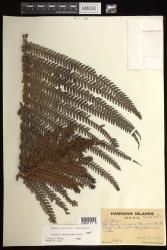 Sadleria cyatheoides