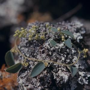 [Cocculus ferrandianus close-up from Auwahi Forest, United States]