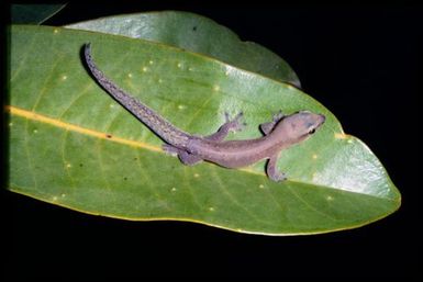 Gecko sp.