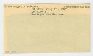 [Strasburgeria robusta in New Caledonia, envelope IE41-087]