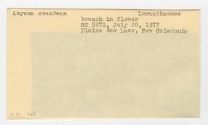 [Amyema scandens in New Caledonia, envelope IE41-065]