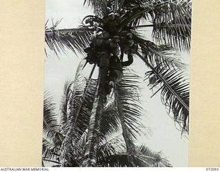 MILNE BAY, NEW GUINEA. 1944-04-06. NX149746 SERGEANT B. REID, A MEMBER 53RD DEPUTY COMMANDER, ROYAL AUSTRALIAN ENGINEERS, USING SIGNALLER'S CLIMBING SPURS TO REACH COCONUTS ON A TALL PALM