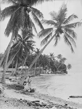 [View of palm trees, shoreline and dwellings]