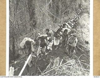 SHAGGY RIDGE, NEW GUINEA. 1944-01-20. NATIVE CARRIERS ARRIVING AT THE RIDGE WITH RATIONS AND AMMUNITION FOR THE 2/9TH INFANTRY BATTALION BEING ESCORTED BY QX31266 PRIVATE J. E. MARTIN