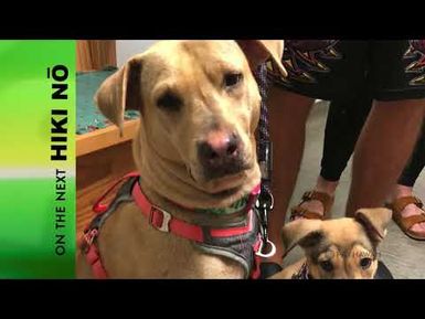 Episode # 919: Stella, a homeless dog and other stories |Promo Thurs., May 24, 7:30 pm