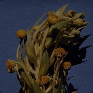 [Argyroxiphium grayanum close-up from Puʻu Kukui, United States]