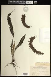 Cephalomanes atrovirens subsp. boryanum