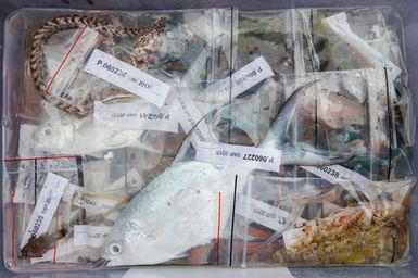 Reef fish fixed and preserved in formalin during the 2017 South West Pacific Expedition.