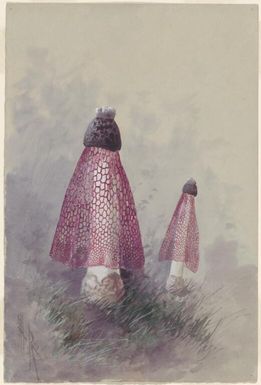 Collection of illustrations of netted stinkhorn fungi, Papua New Guinea, ca. 1916-1917 / Ellis Rowan