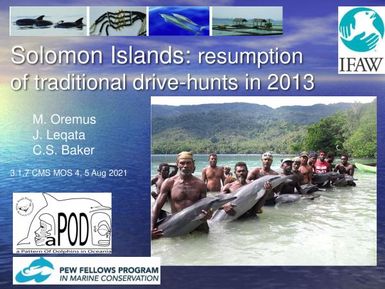 Solomon islands : resumption of traditional drive-hunts in 2013