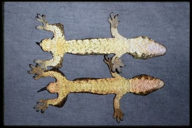 Mniarogekko chahoua