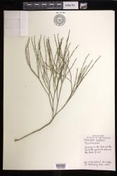 Psilotum nudum