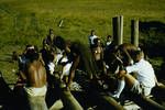 Villagers building a bridge, Kainantu Road, near Goroka, 1958