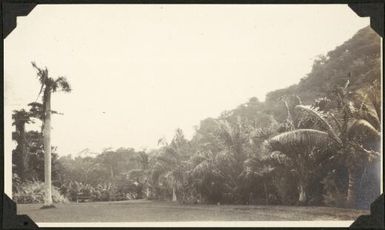 A clearing edged by palm trees, Samoa, 1929 / C.M. Yonge