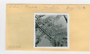 [Marattia in Hawaii, envelope IE27-216]