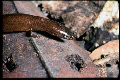 Skink sp.