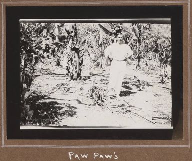 Paw Paw plantation, Papua New Guinea, 1914